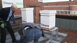 bijenkasten op de jan evertsenstraat web(1).jpg
